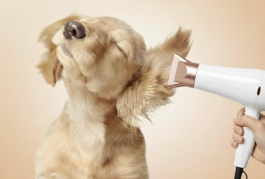 Entspannter Hund genießt das Föhnen im Janas Hundesalon Plodda – stressfreie Fellpflege für sensible Hunde in Muldestausee